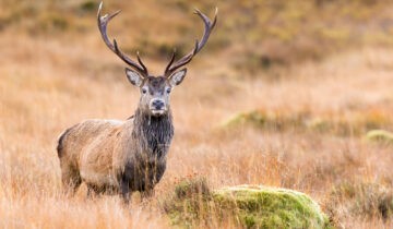 The red deer reconquers Switzerland