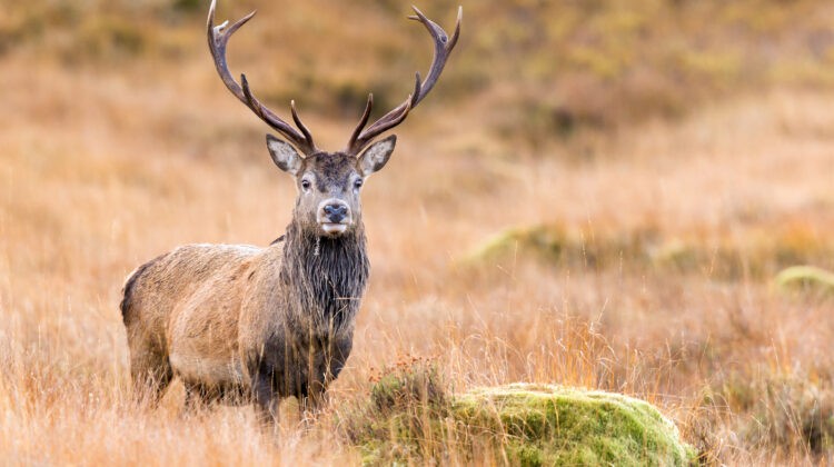 The red deer reconquers Switzerland