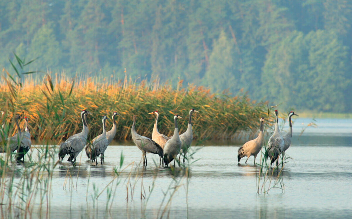 Gru: The lucky bird which gave its name to Cervo`s travel bag