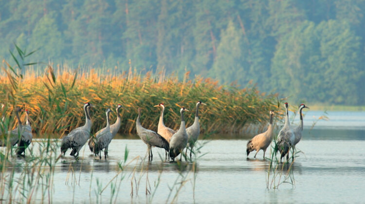 Gru: The lucky bird which gave its name to Cervo`s travel bag