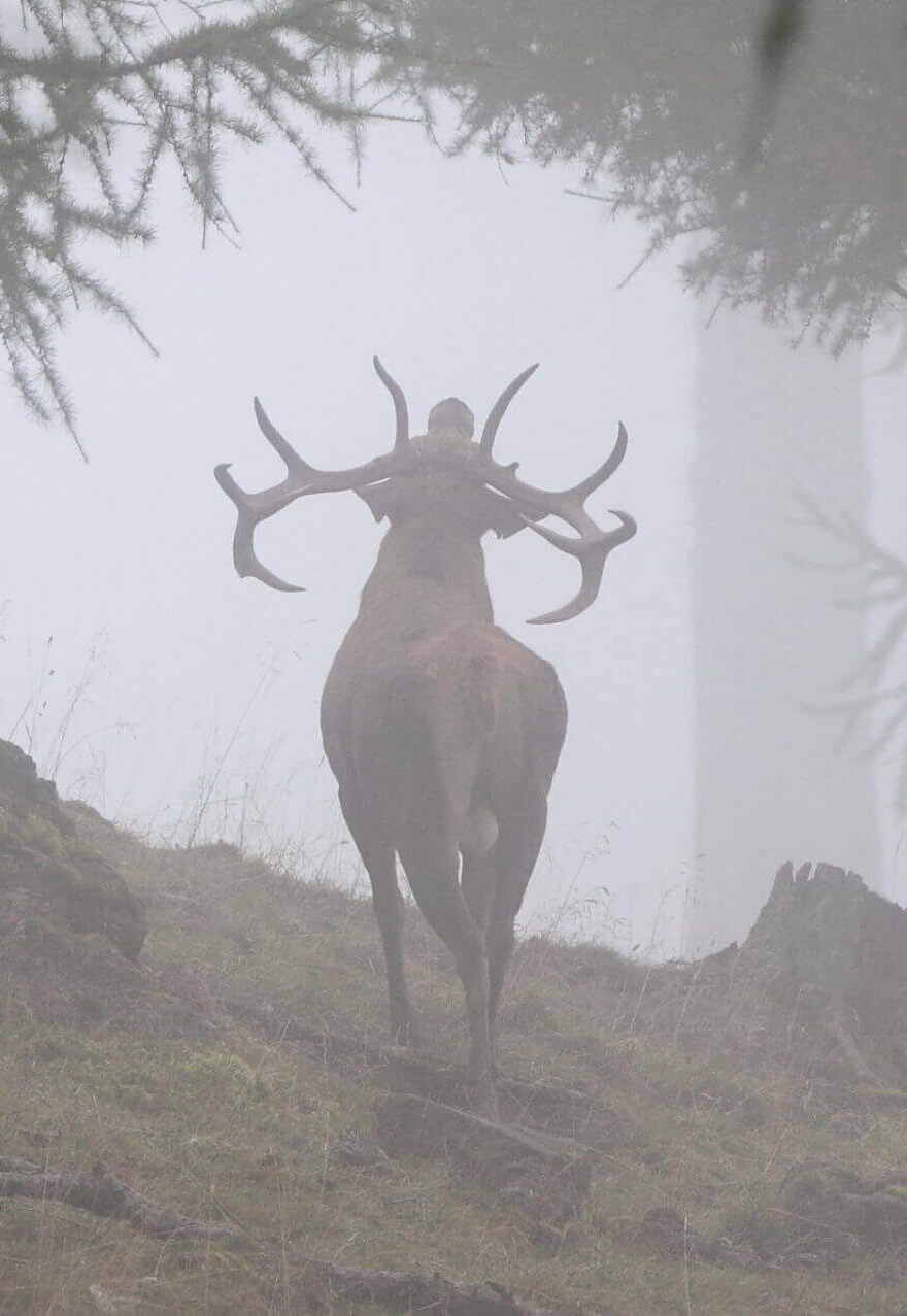 FabianRied_Naturvision_Rothirsch_1451_Hüttahirsch-1